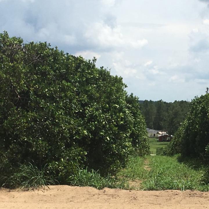 Citrus Grove