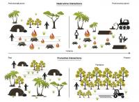 Figure Showing How Humans Promote or Suppress Trees