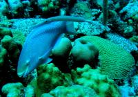 Parrotfish