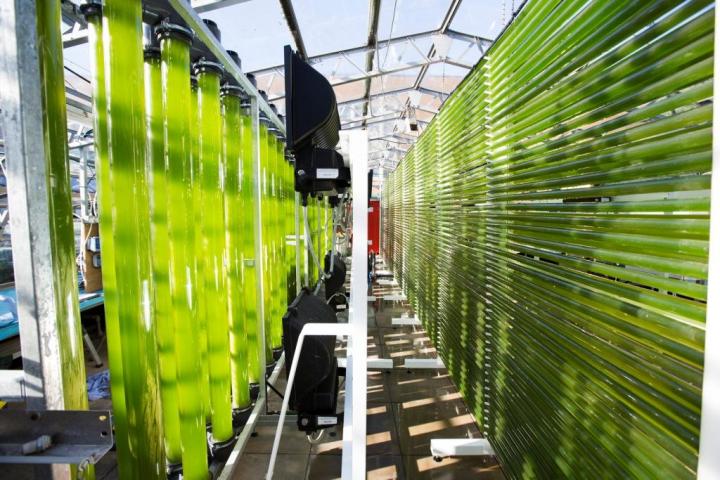 Algal Cultivation Facility at Swansea University