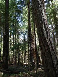 Densified Mixed-Conifer Forest