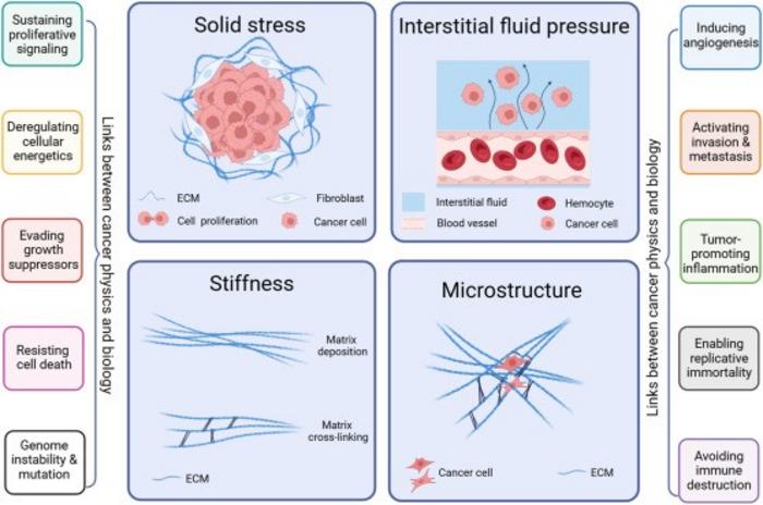 Biophysical traits of the tumor