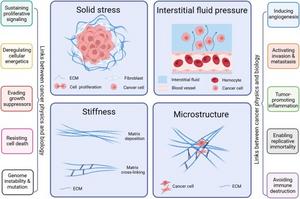 Biophysical traits of the tumor