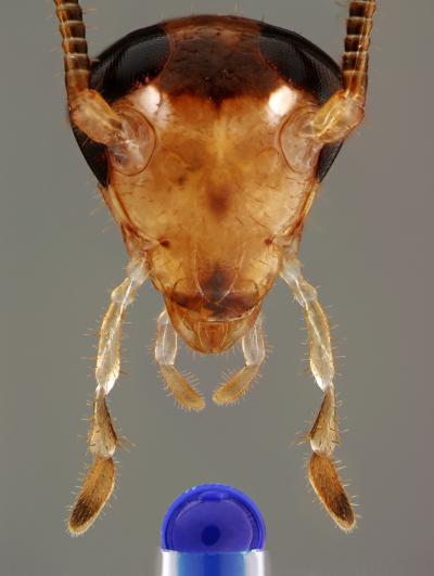 Cockroaches Outsmart Sugary Traps (2 of 7)