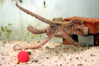 Octopus Memory Training