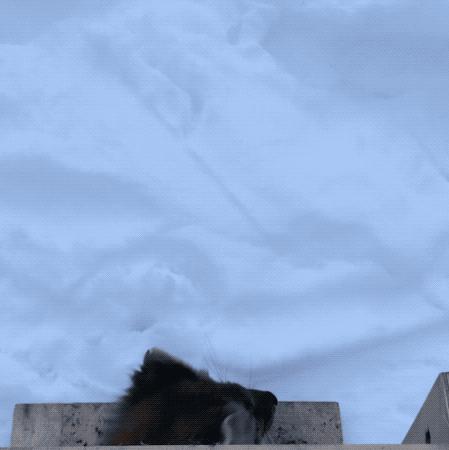 Marten Release