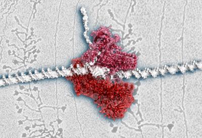 The Cell's Swiss-Army Knife