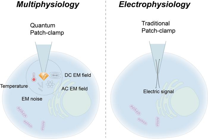 The comparison between cell multiphysiology and cell electrophysiology