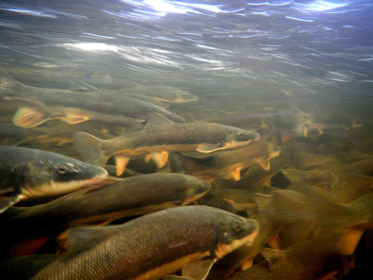 Fishwerks (1 of 3)