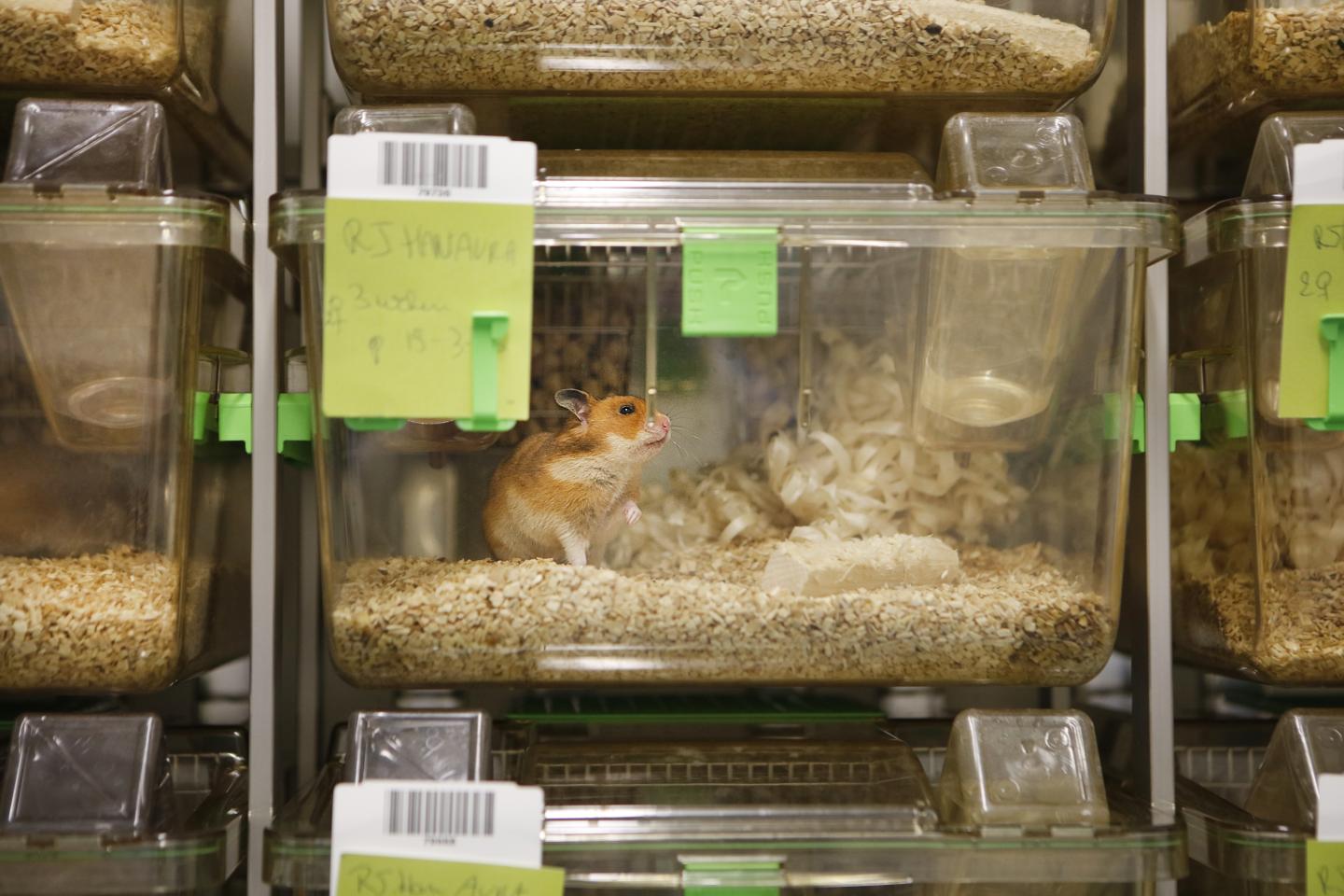 Hamsters