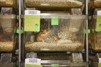Hamsters