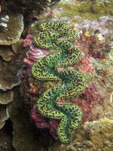 Close-up of green giant clam