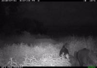Wilds Pigs Roaming in Saskatchewan, Canada
