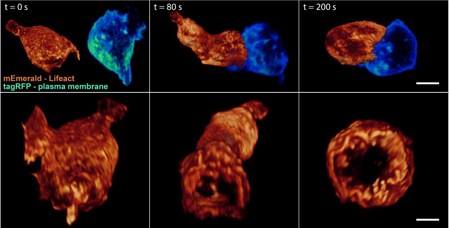New Microscope Peers at Subcellular Gears in Action (1 of 8)