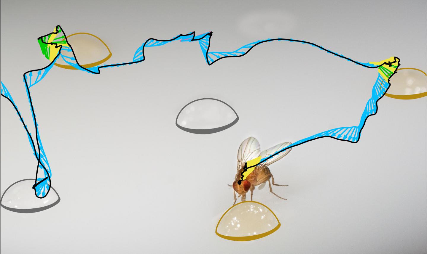 Fruit Flies Deprived of Specific Essential Nutrients Alter Food Choices (2 of 2)