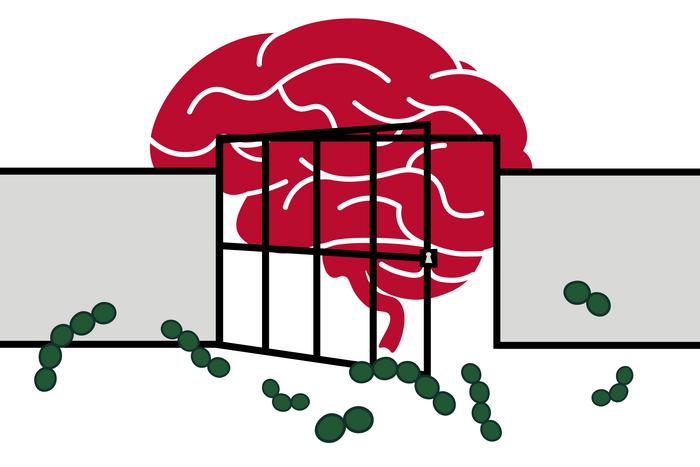 Mast cells, the brain's gatekeepers
