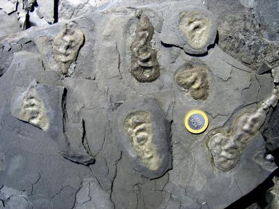 First Fossils
