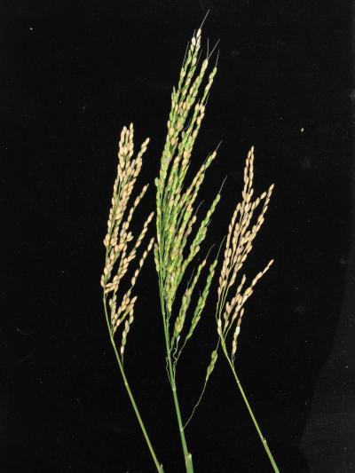 Hybrid Rice (2 of 2)