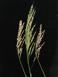 Hybrid Rice (2 of 2)