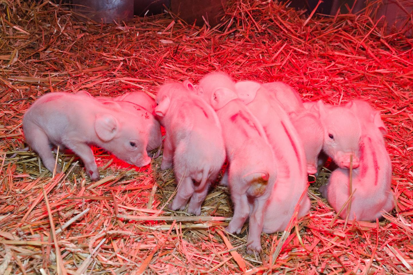 Suckling Piglets