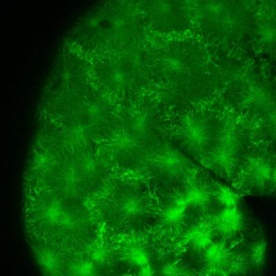 Nature: Microscope Looks into Cells of Living Fish
