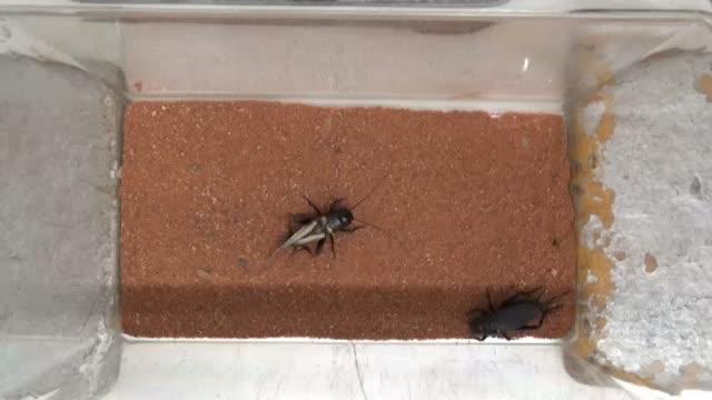 Film of a cricket courtship trial