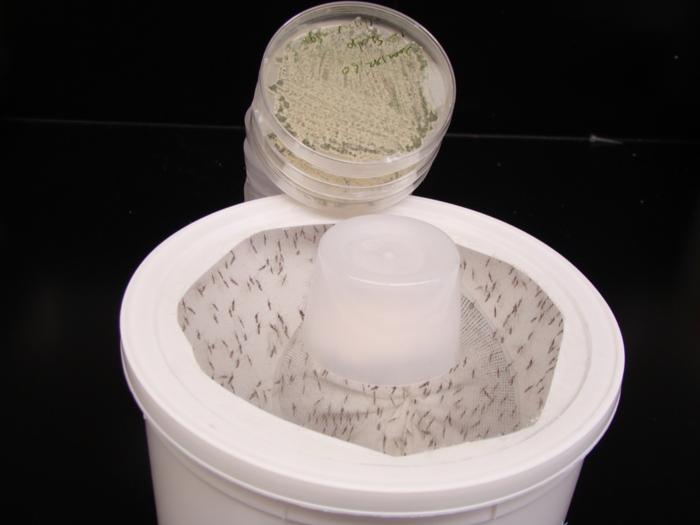 mosquitoes in a container at the Raymond St. Leger lab