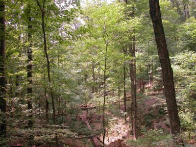 Trees Need Elbow Room to Thrive (1 of 3)