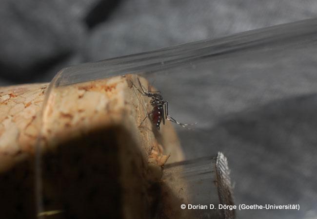 Tiger Mosquito