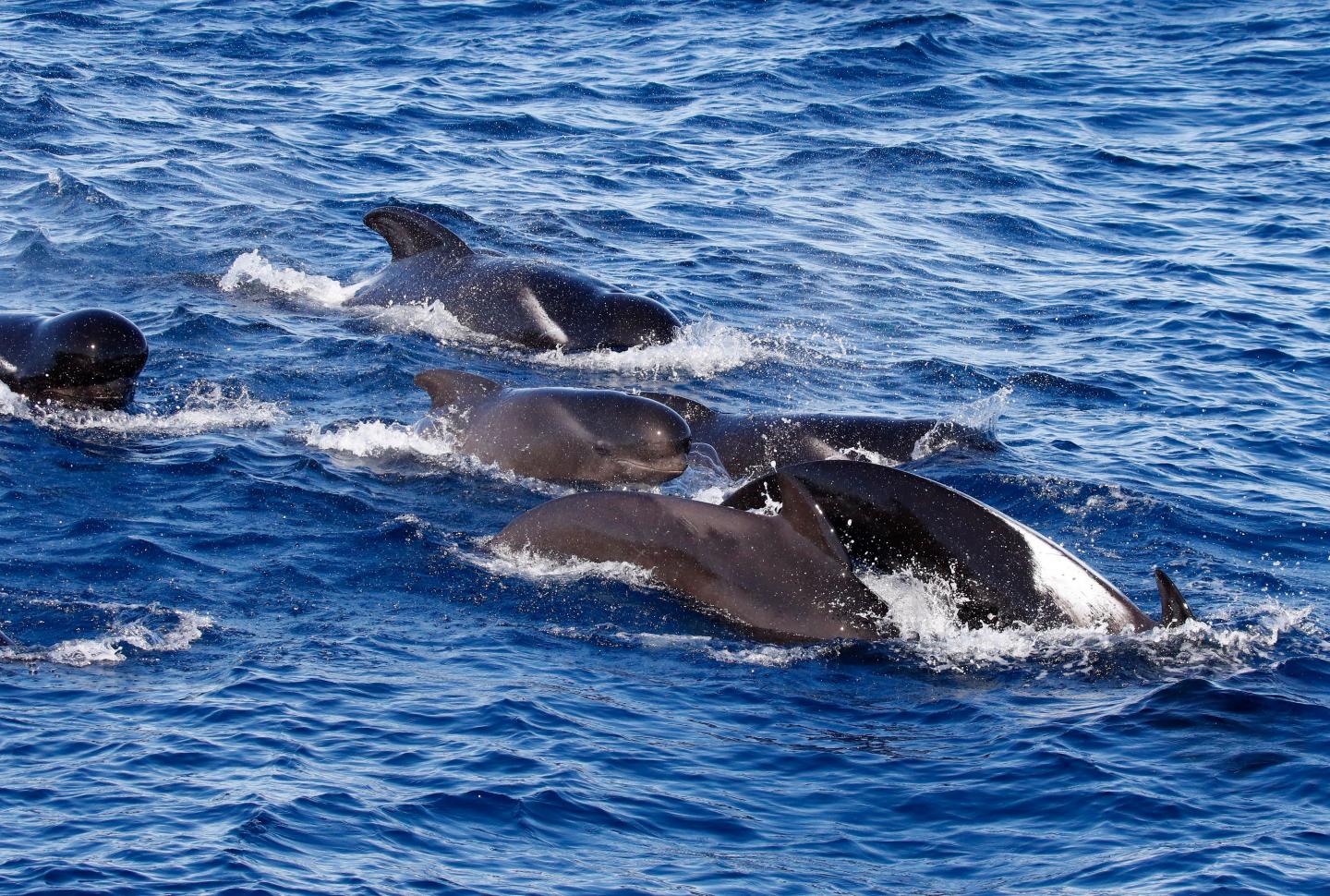 Australian long-finned pilot whales