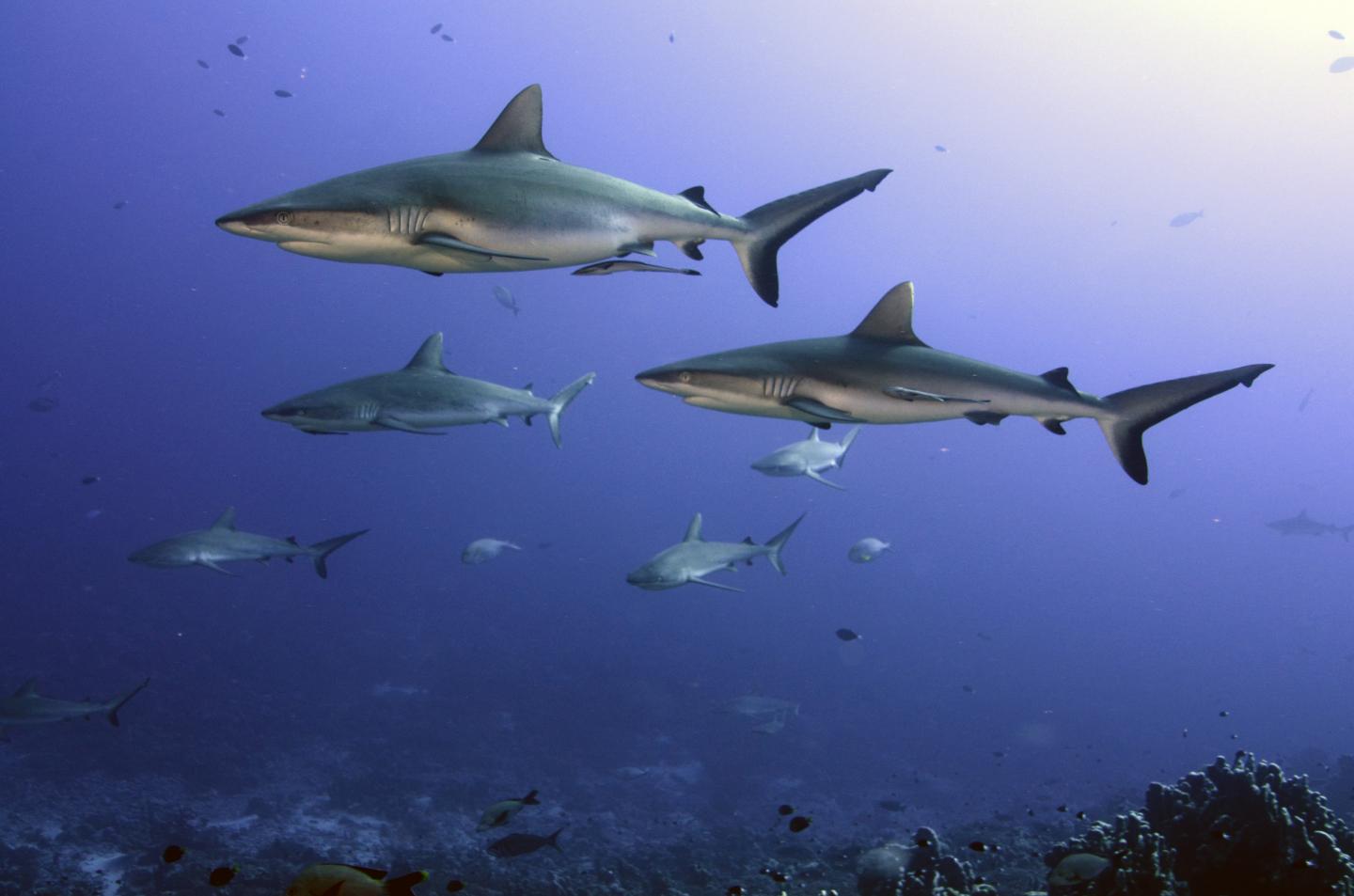 Grey Reef Shark