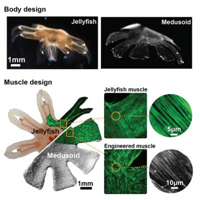 Jellyfish vs. Medusoid