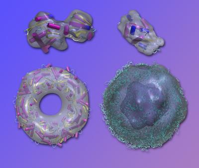 4 Biological Models