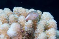 Reef Fish