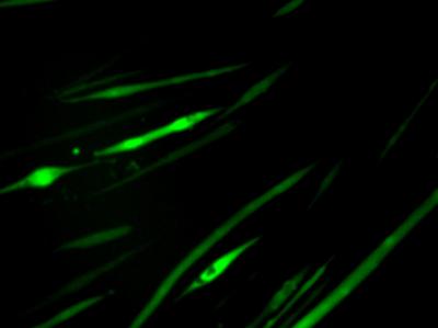 Myotubes