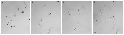Motoric Nerve Cells in Mice