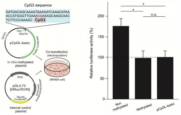 Functional Analysis of CpG3 Methylation by Reporter Assay