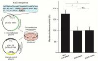 Functional Analysis of CpG3 Methylation by Reporter Assay