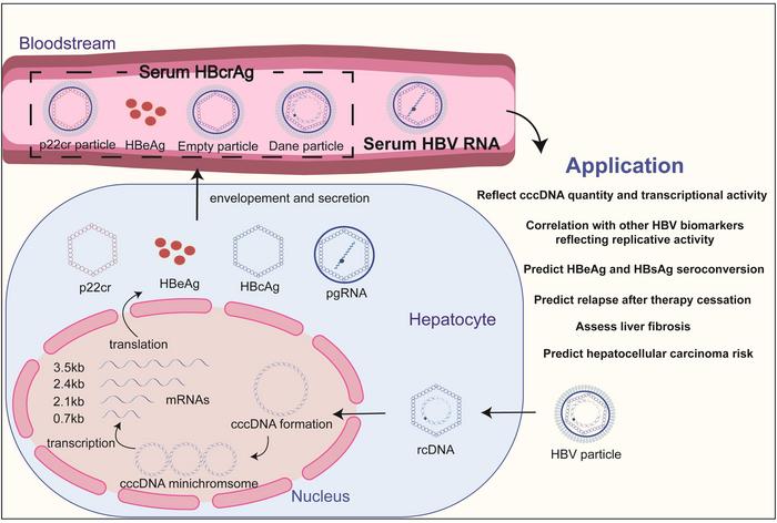 Emerging Serum Biomarkers for Chronic Hepatitis B: Focus on Serum HBV RNA and HBcrAg