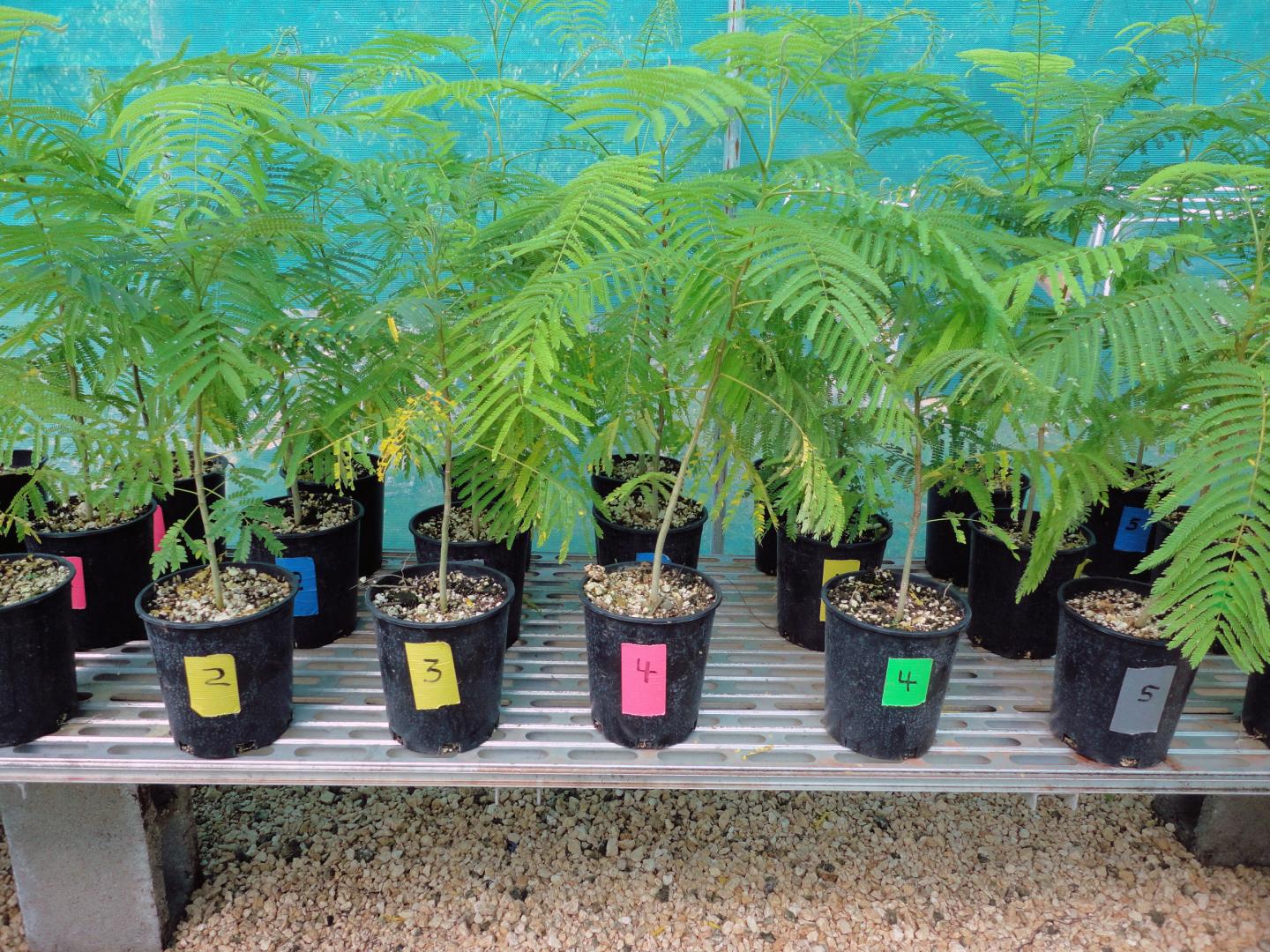 Rare <i>Serianthes nelsonii</i> in Conservation Nursery