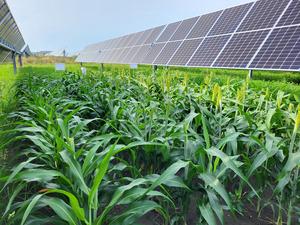Agrivoltaic array on U. of I. campus
