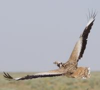 Asian houbara fitted with a satellite transmitter.