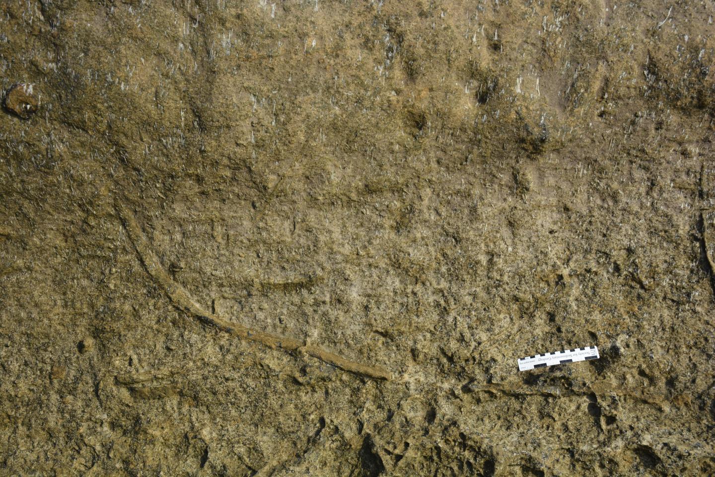 Another view of the burrow
