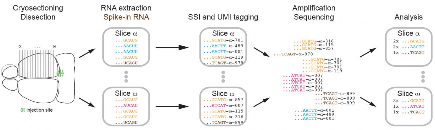 Sequencing Neuronal Barcodes Establishes Pathways