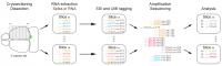 Sequencing Neuronal Barcodes Establishes Pathways