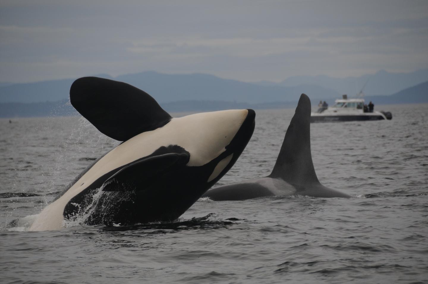 Killer Whale J1