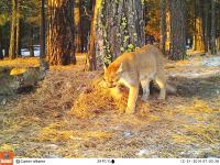 Cougar and Cubs