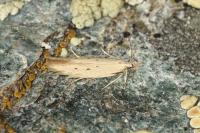 <i>Megacraspedus faunierensis</i>