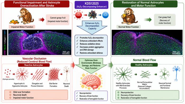 Figure 1. Schematic illustration of astrocyte-derived Type I collagen production and neuronal cell death in ischemic stroke