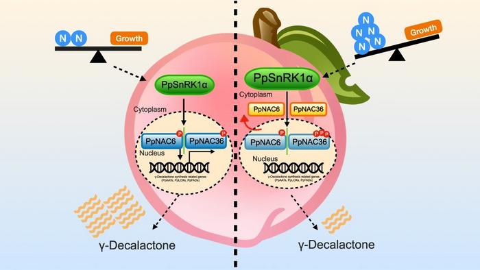 Proposed model of the mechanism of PpSnRK1α-mediated phosphorylation of PpNAC6/PpNAC36 in N-regulated γ-decalactone biosynthesis in peach fruit.